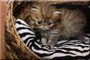 GoldenShaded Perserbaby - Snowcat One's Tarrantino