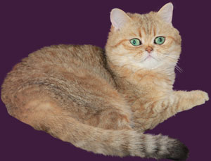 Snowcat One's Samira - Exotic Shorthair in der Farbe GoldenShaded